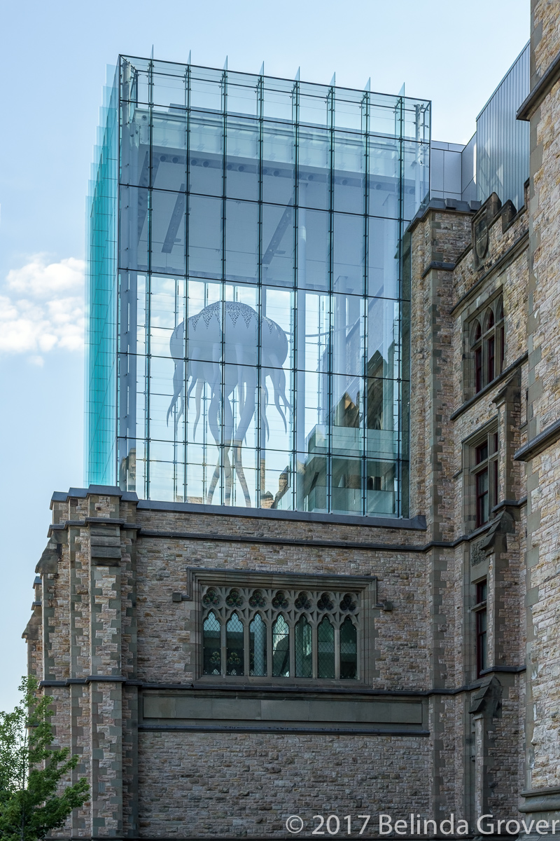 Giant Jellyfish — Canadian Museum of Nature